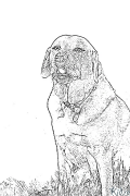 labrador retriever Coloring Pages To Print